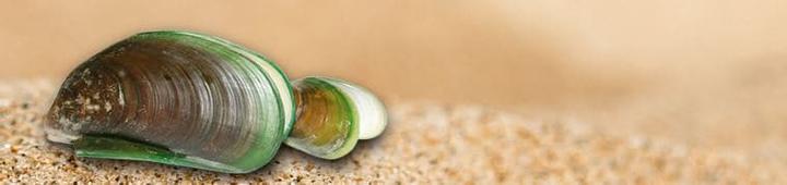 Actual product image Alpinamed Green-lipped mussel (120 Piece, Capsules, 140 g)