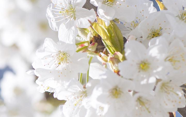 Image du produit L'Occitane Fleur de cerisier (30 ml)