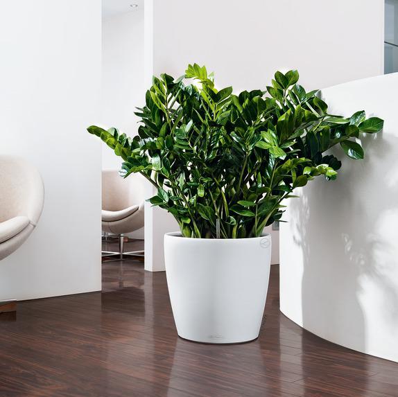 Image du produit Lechuza CLASSICO Couleur 18 (19 cm)