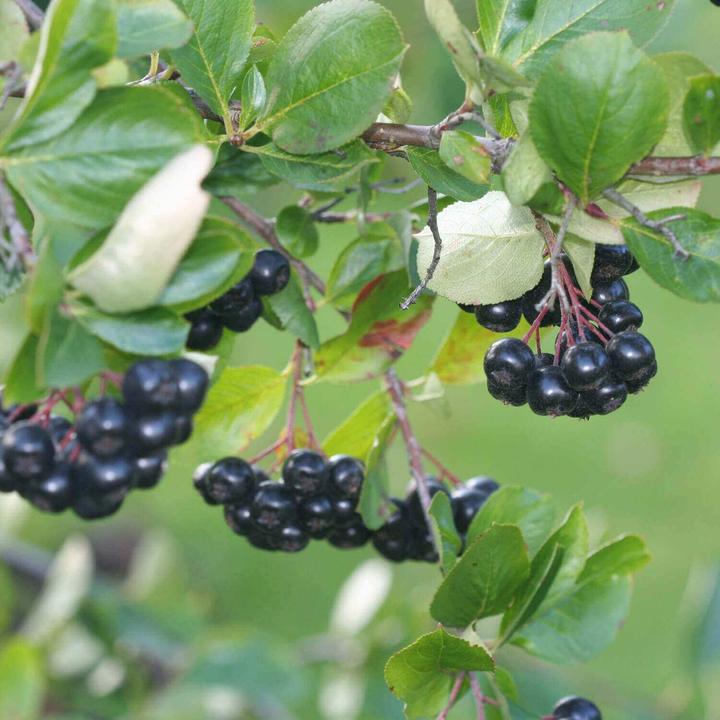 Actual product image Kingnature Chokeberry Vida (100 Piece, Capsules, 60 g)