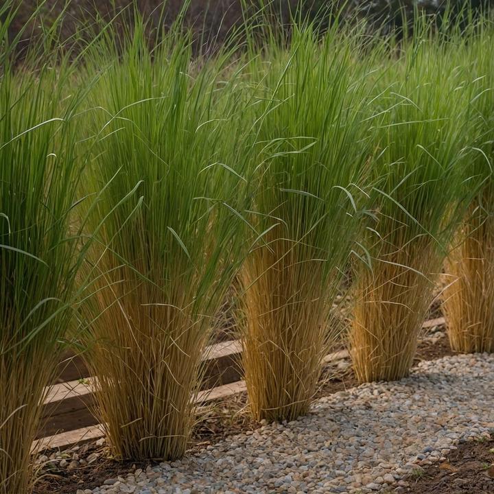 Immagine prodotto Plant in a Box Panicum virgatum 'Northwind' - Pungitopo (40 cm)