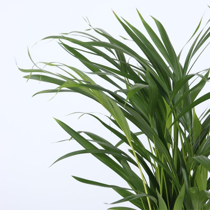 Actual product image Plant in a Box Chamaedorea Elegans, Dypsis lutescens - mixture of 2 indoor palms (60 cm)