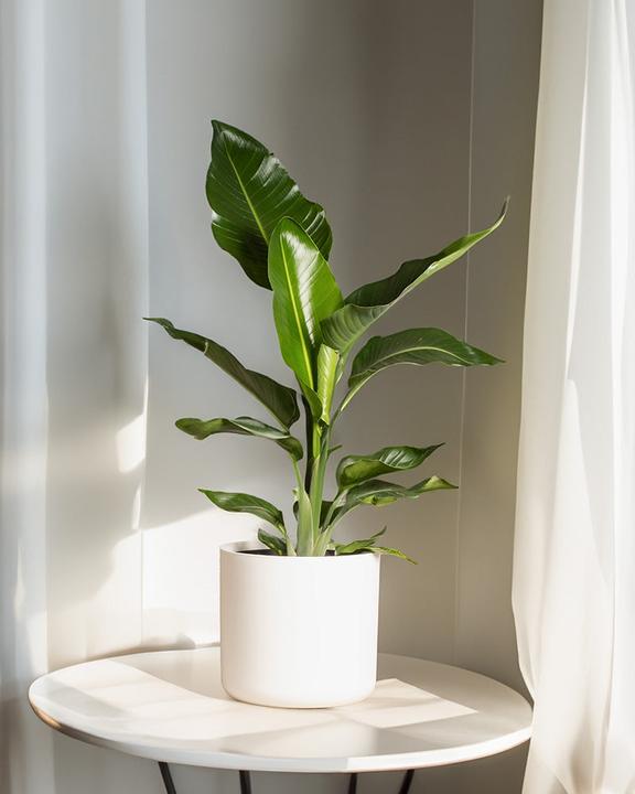 Image du produit feey Strelitzie XL (110 cm, Fraîchement rempotés)