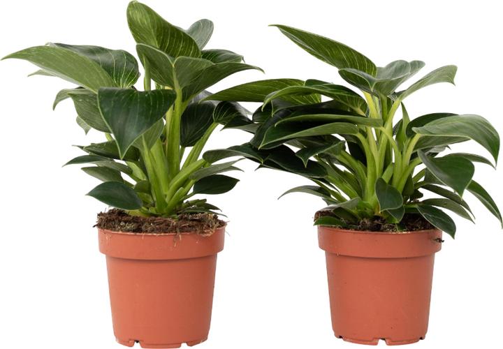 Actual product image Plant in a Box Philodendron 'White Wave' - Set of 2 White Wave (25 cm)