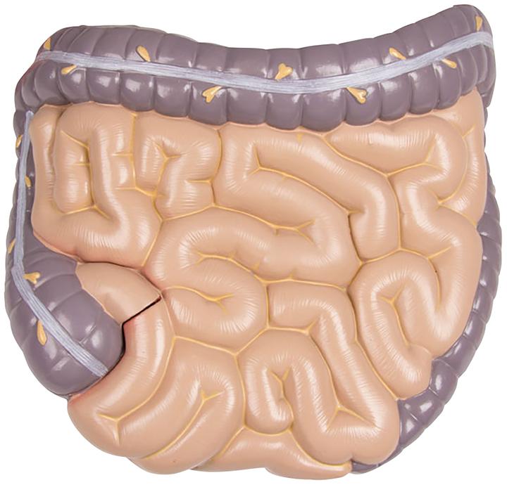 Produktbild Erler Zimmer Anatomie-Modell Torso mit geöffnetem Rücken (40 x 23 x 88 cm)