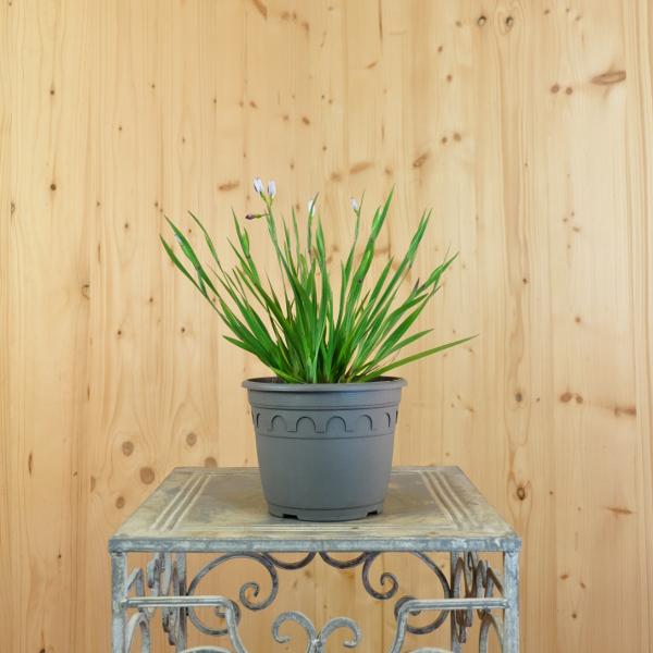 Actual product image Säntispracht Set of 3, The evergreen rush lily - Sisyrinchium angustifolium Lucerne (20 cm)
