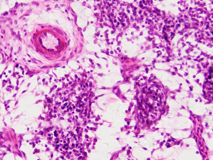 Produktbild Bresser Dauerpräparate: Histologie