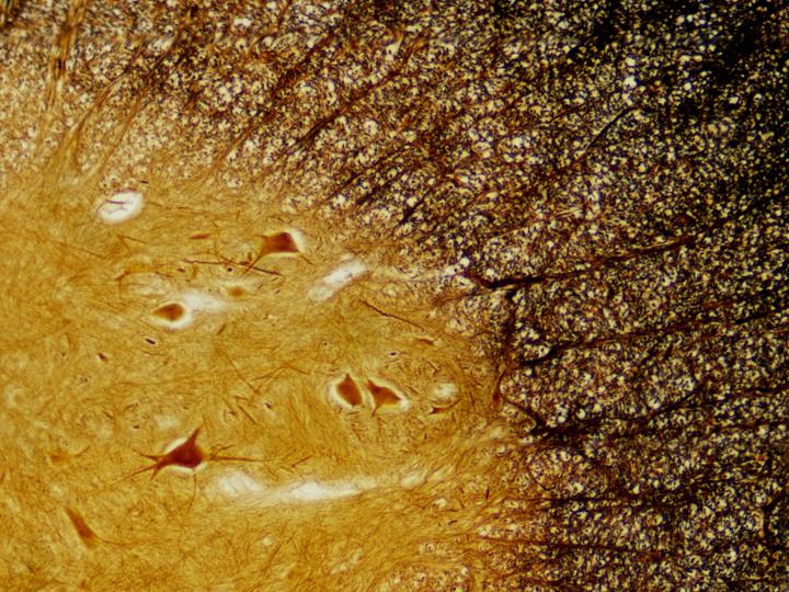Produktbild Bresser Dauerpräparate: Histologie