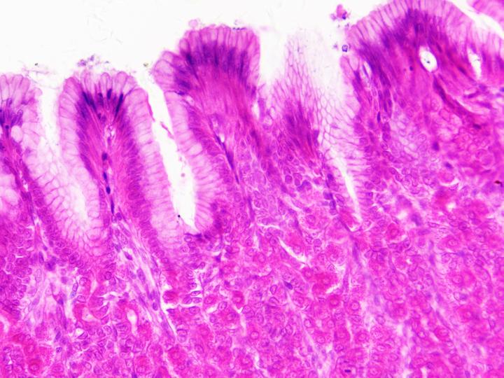 Produktbild Bresser Dauerpräparate: Histologie