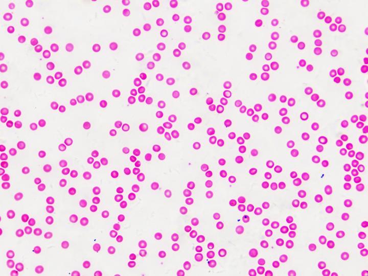 Produktbild Bresser Dauerpräparate: Histologie