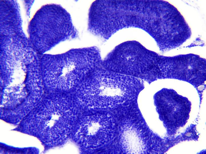 Produktbild Bresser Dauerpräparate: Histologie