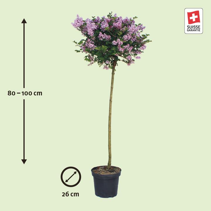 Image du produit Zulauf Zwerg-Flieder / Syringa meyeri 'Palibin' (100 cm)