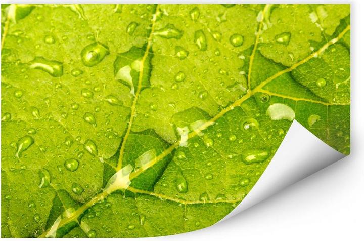 Produktbild Trenddeko Wasserperlen (100 x 70 cm)