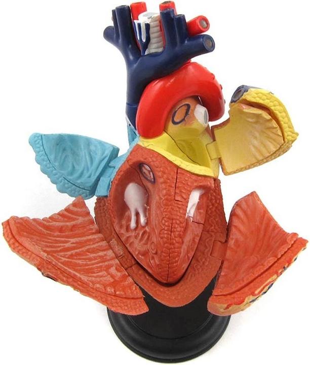 Immagine prodotto Robetoy Anatomia umana - Cuore (10 cm) (26052)