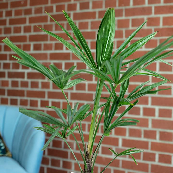 Produktbild Flowerbox Chinesische Hanfpalme - Trachycarpus fortunei (60 cm)