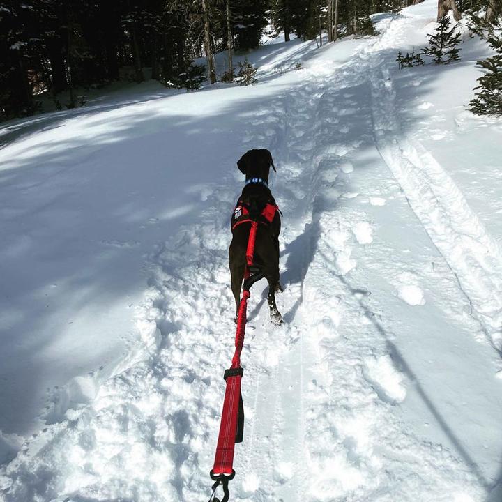 Immagine prodotto Fido Pro Guinzaglio da passeggio Remi con fascia e manici flessibili (Taglia unica, Cane)