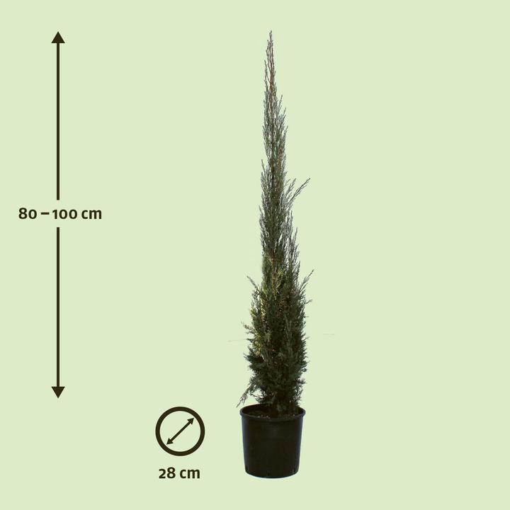 Actual product image Zulauf Säulen-Mittelmeer-Zypresse / Cupressus sempervi. 'Stricta' (100 cm)