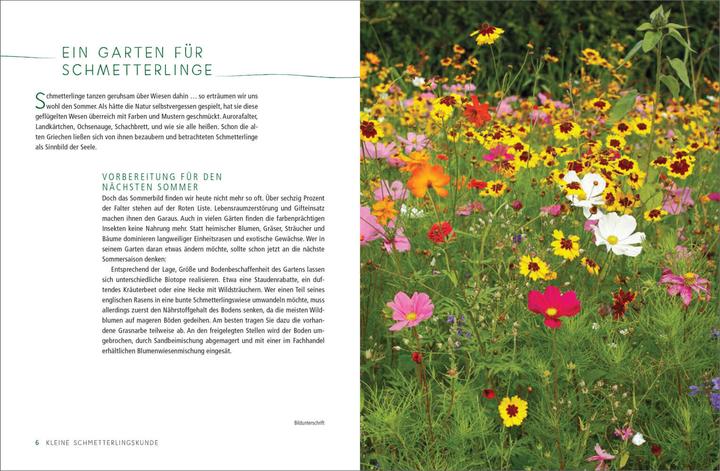 Immagine prodotto Ein Gartenparadies für Schmetterlinge. Die schönsten Blumen, Stauden, Kräuter und Sträucher für (Tedesco, Ursula Kopp, 2020)