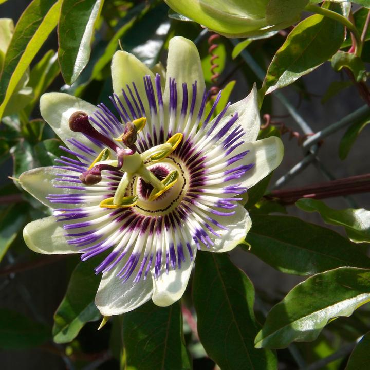 Actual product image Plant in a Box Passiflora edulis 'Frederick' - set of 3 passion flowers (40 cm)