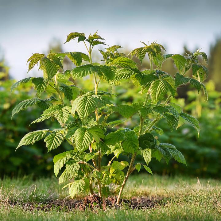 Actual product image Plant in a Box Rubus idaeus Malling Promise - set of 2 raspberry plants (50 cm)