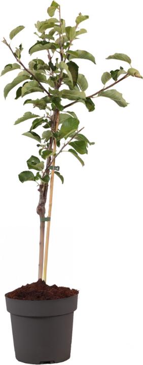 Immagine prodotto Plant in a Box Malus domestica 'Elstar' - Melo (90 cm)
