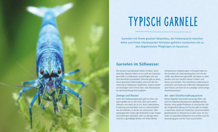 Immagine prodotto Süsswasser-Garnelen (Tedesco, Chris Lukhaup, 2017)
