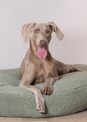 Actual product image Designed by Lotte Ribbed divan bed (Dog)