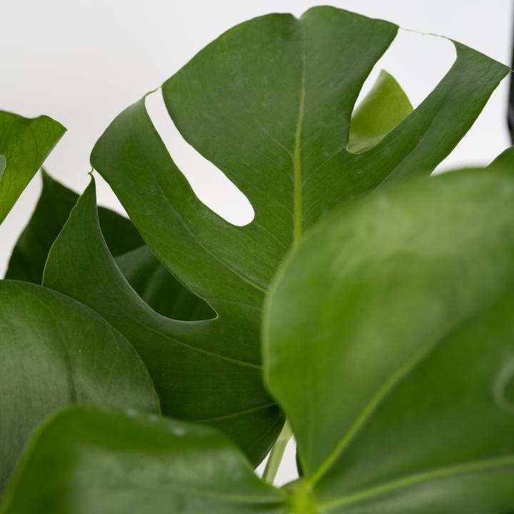 Produktbild Plant in a Box Monstera Deliciosa - Fensterblatt (80 cm)