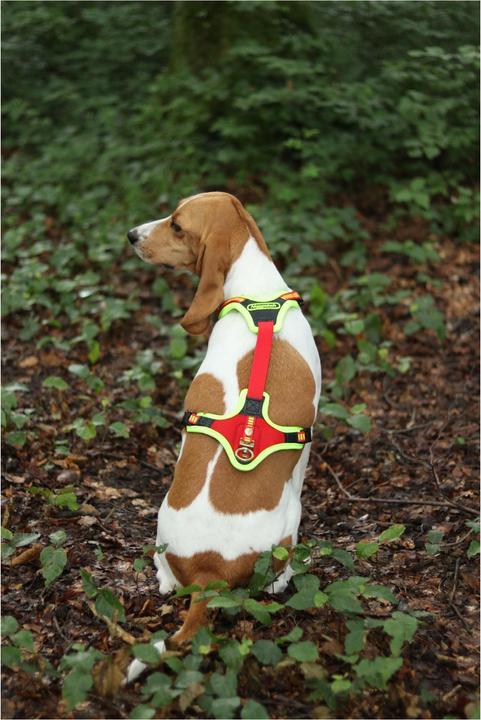Produktbild Niggeloh Hundeführgeschirr Follow Trail (M, Hund, Hundesport)