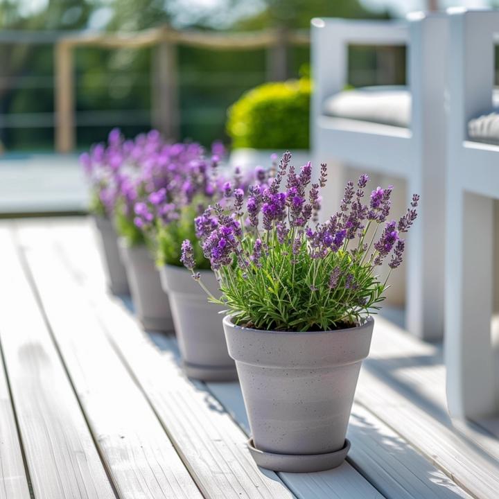 Actual product image Plant in a Box Lavandula stoechas 'Anouk' - Lavendelbaum (25 cm)