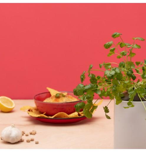 Image du produit Prêt à Pousser Coriandre (Graines d'herbes aromatiques)
