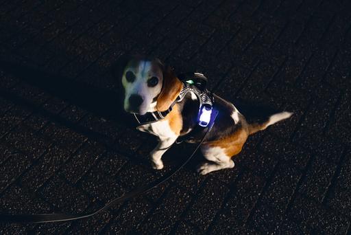 Productafbeelding Beeztees Veiligheidsuitrusting Y-harnas (Hond, Algemeen)