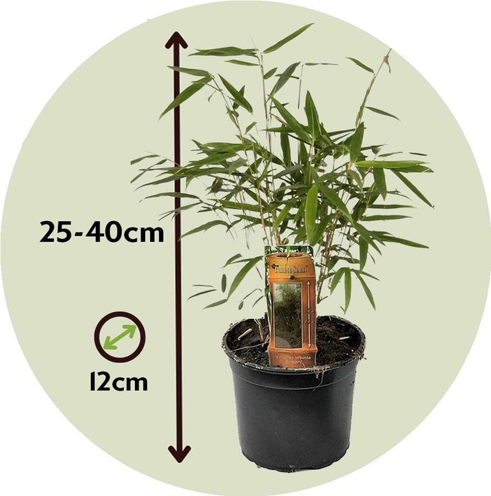 Image du produit Plant in a Box Fargesia scabrida Asian Wonder - Lot de 6 bambous asiatiques miraculeux (25 cm)