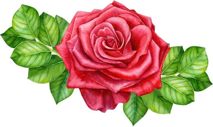Actual product image Trenddeko Red Rose XXL (100 x 60 cm)