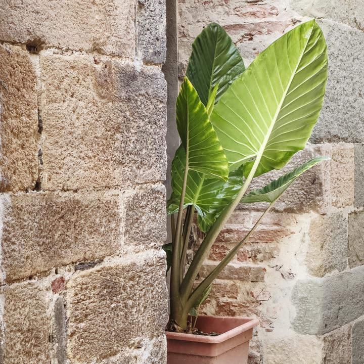 Actual product image Plant in a Box Alocasia Odora - Set of 2 Large Elephant Ear (55 cm)