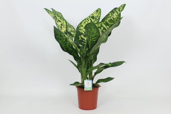 Produktbild Mahaloplants Dieffenbachia seguine (90 cm)
