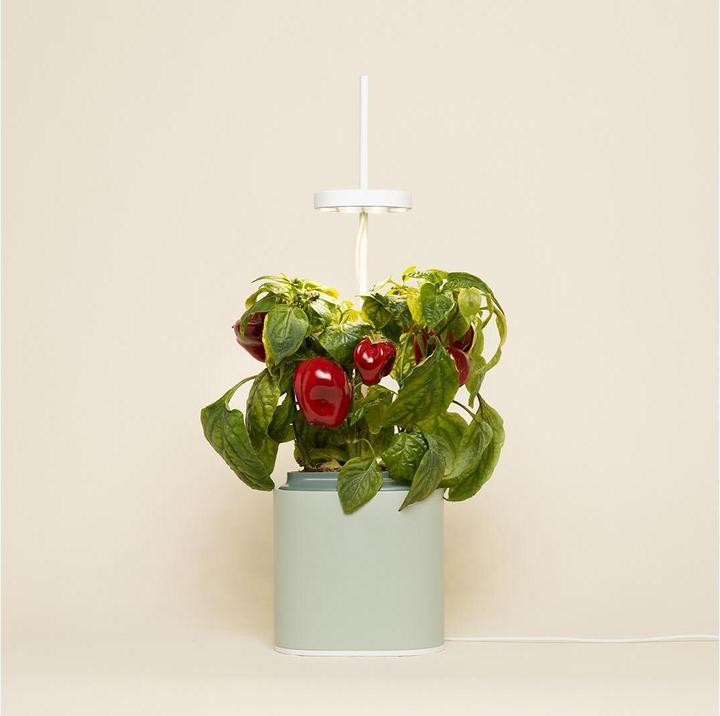 Immagine prodotto Prêt à Pousser Herb Pot Nano, Verde Celadon (13.50 cm)