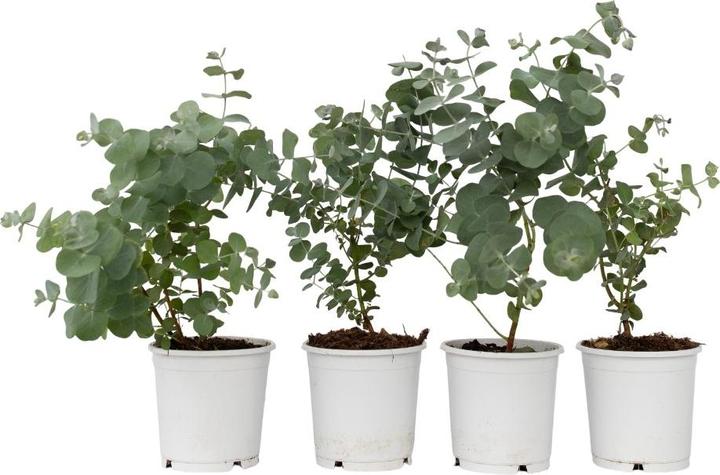 Image du produit Plant in a Box Eucalyptus Pulverulenta - Set de 4 Eucalyptus à feuilles d'argent (25 cm)