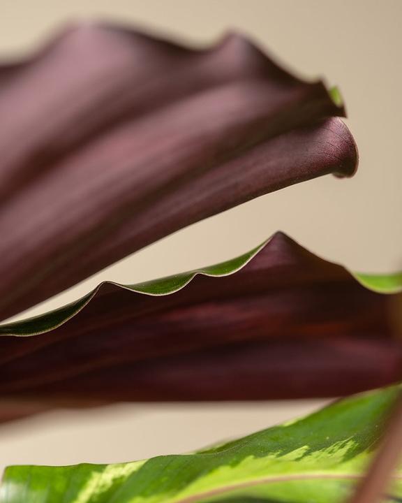 Produktbild feey Grosse Calathea Roseopicta (65 cm, Frisch umgetopft, Tierfreundlich)
