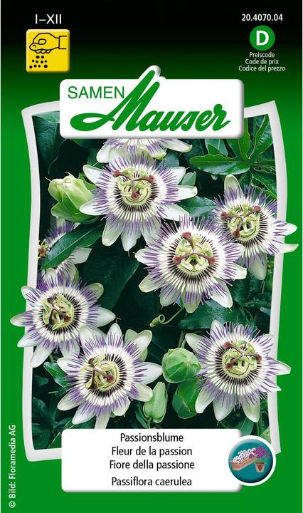 Produktbild Samen Mauser Passionsblume (Blumensamen)