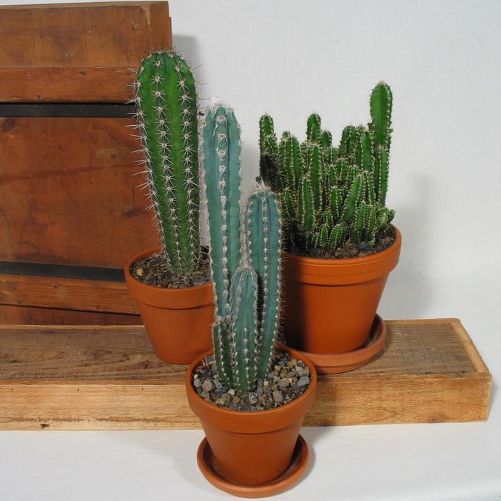 Produktbild Kakteen Gautschi Felsen & Säulen (35 cm)