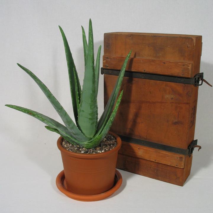 Image du produit Kakteen Gautschi Aloe vera (60 cm)