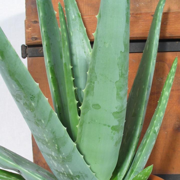 Image du produit Kakteen Gautschi Aloe vera (60 cm)