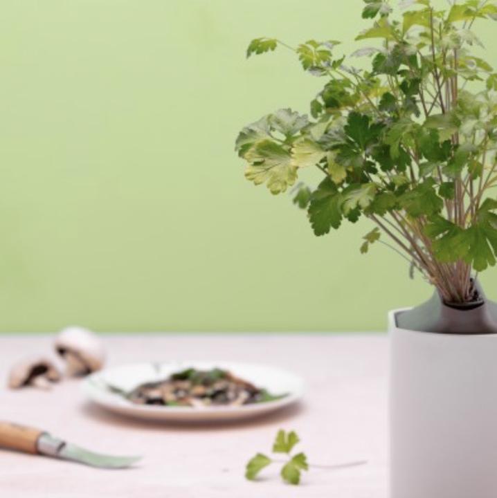 Image du produit Prêt à Pousser Persil frisé (Graines d'herbes aromatiques)