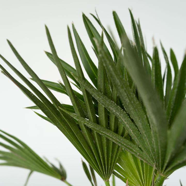 Image du produit Plant in a Box Chamaerops 'Vulcano' - Palmier nain volcanique (45 cm)