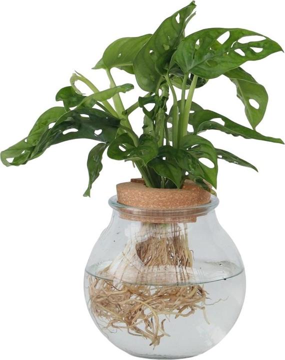 Immagine prodotto Plant in a Box Monstera Adansonii 'Monkey Mask' - Foglia di finestra in vetro (35 cm)