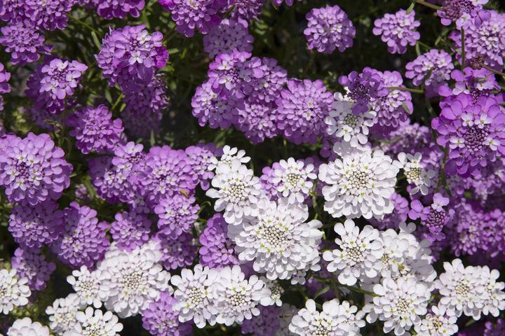 Immagine prodotto Zollinger Bio Fiore a nastro, misto (annuale) (Semi di fiori)