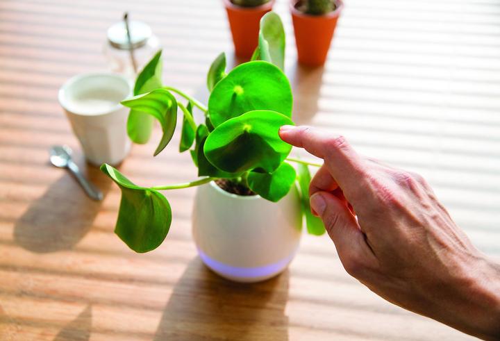Actual product image XD Design Flowerpot Speaker (5 h)