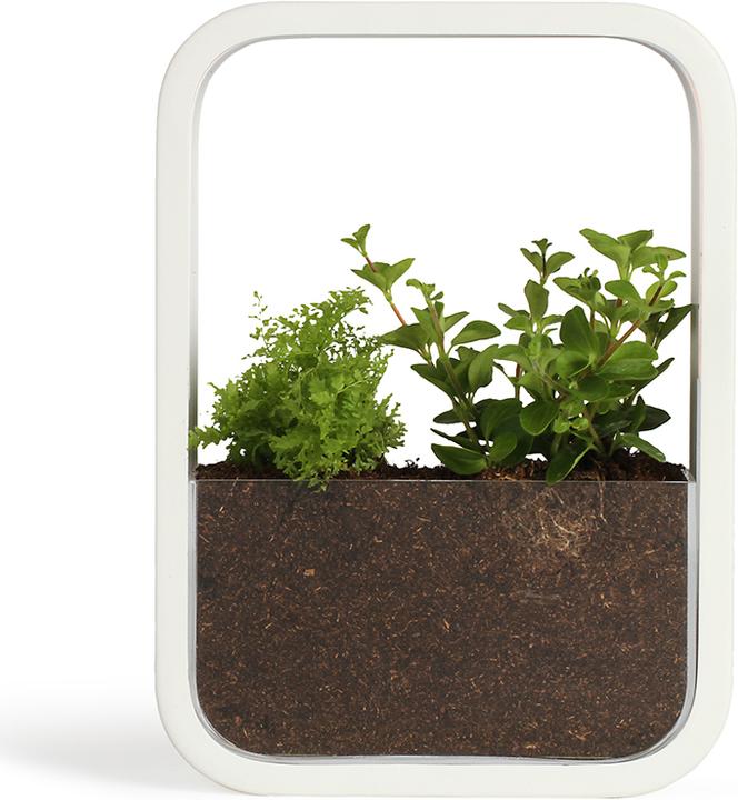 Image du produit Livoo Jardin d’intérieur (5.20 cm)