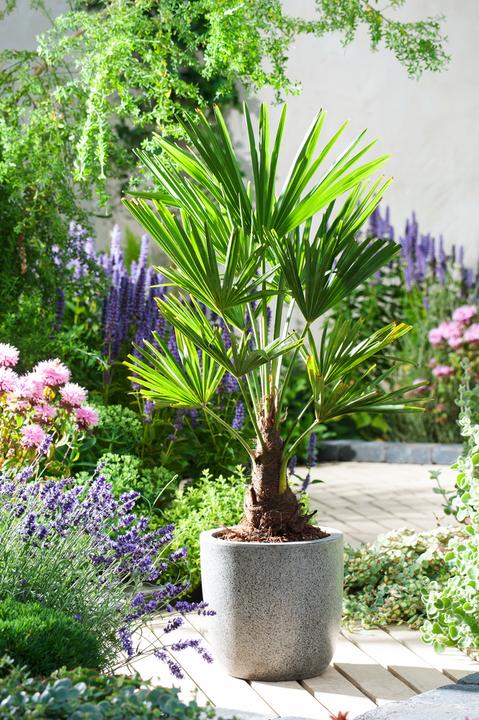 Actual product image Plant in a Box Trachycarpus Fortunei - (35 cm)